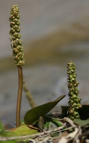 Image result for Potamogeton nodosus