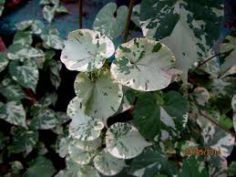 Image result for Telosma