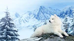 Dog Samoyed Mountains Winter Snow 1920x1080 R Wallpaper Samoyed Snow Animals Pretty Dogs