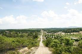 Datuk rosyam nor bongkar 39 kisah silam 39 pablo amirul part 1. Ladang Durian Belanda Rosyam Com