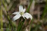 Texas wildflowers are original designs from wildflowers photographed in their natural texas hill country settings. Us Wildflower S Database Of White Wildflowers For Texas