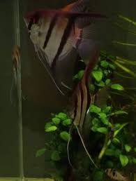 Per proteggere le ciliegie vi basterà ricoprire la chioma degli alberi con una rete a maglie fine che permetta il passaggio della luce ma che tenga a debita la mosca delle ciliegie depone le uova nella polpa della frutta immatura da metà primavera (nei ciliegi precoci) a inizio estate (nelle varietà tardive). La Riproduzione Naturale Di Pterophyllum Scalare La Meraviglia Delle Cure Parentali Zio Pesce Blog