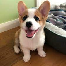 Pin On Corgi Puppy For Sale Near Me