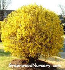 Pin On How Does Your Garden Grow