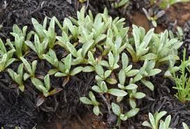 Image result for Helichrysum chionosphaerum