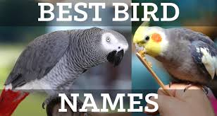 Popular japanese, korean and chinese cat names, along with their meanings. Best Bird Names Popular Male Female Cute And Unisex Birdhousesupply Com