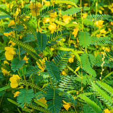 Image result for Chamaeclitandra