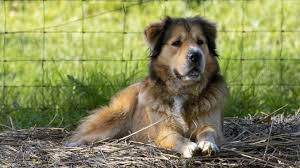 Breeders of merit are denoted by level in ascending order of: Best 32 German Shepherd Mixes A To Z List And Pictures All Things Dogs All Things Dogs