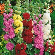 Holly hocks painting, warwick, warwickshire. Hollyhocks Mixed 5cm Modules J Parker Dutch Bulbs