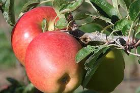 Maybe you would like to learn more about one of these? Braeburn Apple Trees For Sale Uk Grown Ashridge Nurseries