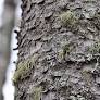 lichen from www.fws.gov
