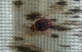 Image result for bed bugs droppings