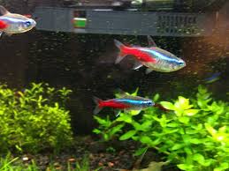 Definitive Guide To Molly Fish Pregnancy Cycle: The Joyful Wait. - Pet Fish  Guide