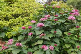 Image result for Clerodendrum buchneri
