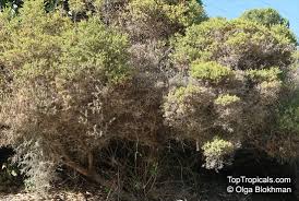 Image result for Melaleuca sp. A (Biegel 5741)