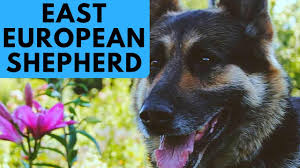 The caucasian shepherd dog is a breed of large livestock guardian dog native to the countries of the caucasus region, notably georgia, armenia, azerbaijan, and dagestan. East European Shepherd Dog Breed German Shepherd Difference Youtube