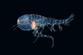 Image result for Cystostemon