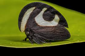 Image result for Pterygota