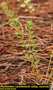 Image result for Phyllanthus