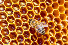Bumble bees and bumble bee hives are used worldwide in various crops in greenhouse horticulture for effective pollination within the crop. Bee Facts And Myths Terminix