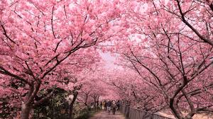 Pixiv is an illustration community service where you can post and enjoy creative work. ä¼Šè±†æ²³æ´¥æ¡œ2021ã®è¦‹é ƒã¨é–‹èŠ±çŠ¶æ³ æ¡œã¾ã¤ã‚Šã‚„ãƒ©ã‚¤ãƒˆã‚¢ãƒƒãƒ—ã¯ å­£ç¯€ãŠå½¹ç«‹ã¡æƒ…å ±å±€