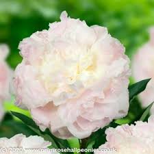 The 'margaret truman' peony featured here is a true garden cl. Herbaceous Peonies Archives Page 7 Of 11 Primrose Hall Peonies Page 7