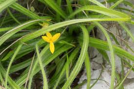 Image result for Hypoxis angustifolia