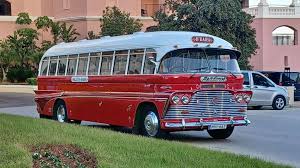 Image result for Maerua bussei