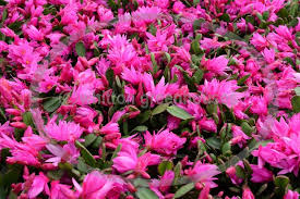 Christmas cactus and thanksgiving cactus: Whitton Greenhouses Christmas And Easter Cactus Plants Easter Cactus Cactus Plants Holiday Cactus