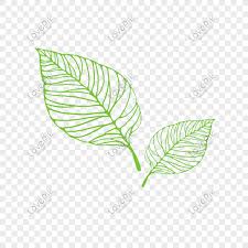 Pilih dari sumber gambar hd daun png dan unduh dalam bentuk png. Green Openwork Leaf Png Png Image Psd File Free Download Lovepik 611756947