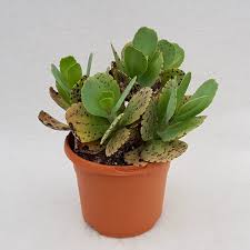 Image result for Kalanchoe marmorata