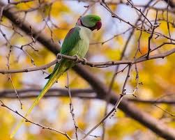 The Parakeets Of India | Nature Infocus