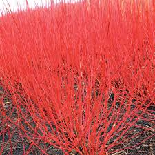 That's why petstages dogwood chew stick is a safe alternative to the traditional stick made from a indoor and outdoor fun: Cardinal Red Twig Dogwood Hedge Buy Shrubs From Gurney S