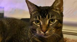 The mother cat is probably nearby, but if she hasn't returned by the. Kitty Devore Rescue No Friendly Left Behind