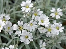Image result for Cerastium