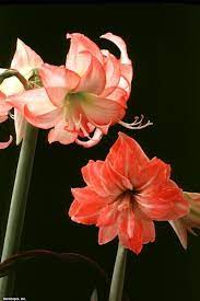 Growing Amaryllis Amaryllis Flowers Amaryllis Plant Flowers