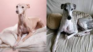 It is believed the rampur greyhound descends from early afghan hounds, with their present day appearance due to extensive crosses to the greyhound in the 19th century to improve the breed's speed. Italian Greyhound Vs Whippet Breed Differences And Similarities
