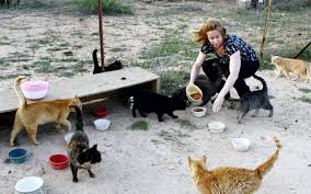 P florida has cat colonies in at least 17 counties. Feral Cat Colonies Spark Differing Opinions