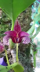 Secara umum, orkid komersil boleh dikelaskan kepada dua jenis kumpulan yang besar, iaitu orkid simpodium dan monopodium. Orkid Hutan Dan Tumbuhan Hiasan Malaysia Bulbophyllum Sumatranum Super Red Facebook