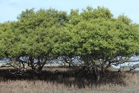 Image result for Avicennia marina