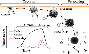 100 nm in diameter) vesicles that have a morphologically characteristic coat made up of the cytosolic protein clathrin. A Burst Of Auxilin Recruitment Determines The Onset Of Clathrin Coated Vesicle Uncoating Pnas