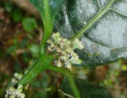 Image result for Xymalos