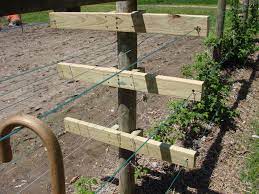 If left to their own devices, raspberries will form an arching plant about 7 to 9 feet tall. A Closer View Of My Raspberry Trellis This Is The Middle Support I Have Holes Drilled In Tho Front Yard Vegetable Garden Raspberry Trellis Growing Succulents