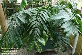 Image result for Stangeriaceae