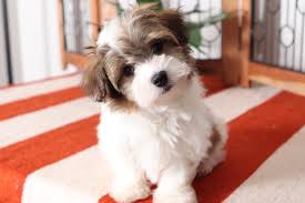 Happy, healthy havanese puppies at heavenly puppies in boca raton, south florida. Burt Playful Little Male Aca Havanese Puppy Florida Puppies Online Havanese Puppies Puppies Havanese