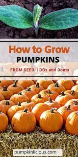 How To Grow Pumpkins For Dummies 2021 Growing Pumpkins Pumpkin Garden Growing Vegetables From Seeds