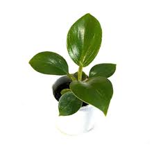 Philodendron is a large genus of flowering plants in the family araceae. Houseplant Factory Rare Houseplants For You And Your Urban Jungl