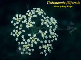Image result for Secamone filiformis