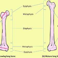 Check spelling or type a new query. A This Illustration Of Growing Long Bone And Adjacent Bone And Tissues Download Scientific Diagram