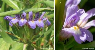 Image result for Hygrophila schulli